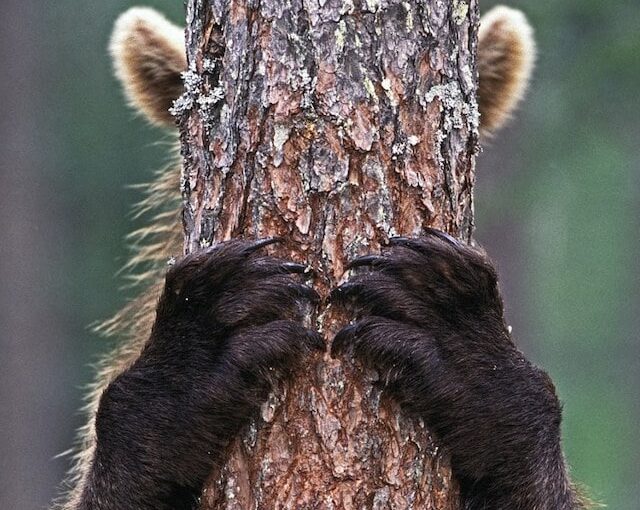 Proteger tu WordPress